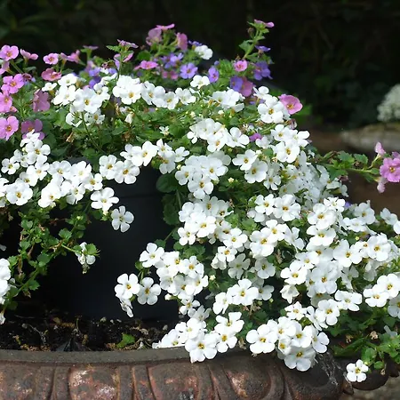 Parra-dise Appartamento